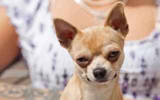 宠物益生菌是个好东西，可如果使用方法错了，钱就白花了