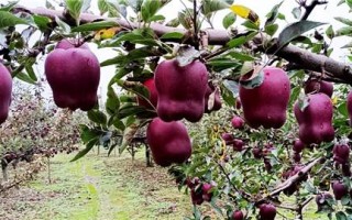 苹果穿上什么-(苹果穿上什么衣裳的拟人句)