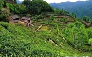 线上茶叶市场的痛点以及解决办法