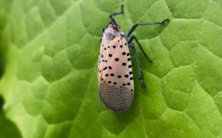 小段子｜趣话求职