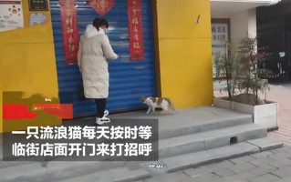 流浪猫叼幼崽求店主“收养”，每天过来看望，感动了半条街的市民