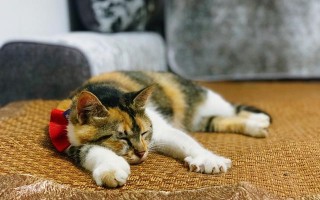 流浪猫的另类饲养方式，只拥有它的灵魂，不拥有它的肉体