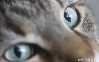 宠物猫狗常见的眼部疾病，为什么不能用人用的滴眼液？