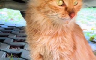 流浪橘猫一直跟在身后，女子不太明白原因，隔天收获了“惊喜”