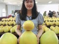 蜜柚“打擂”10.83斤荣膺平和“柚王”