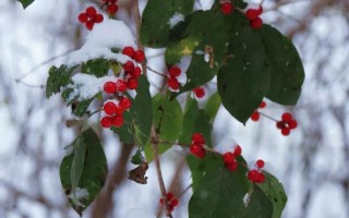 秦皇岛初雪！惊艳四方的美景都在这儿了~