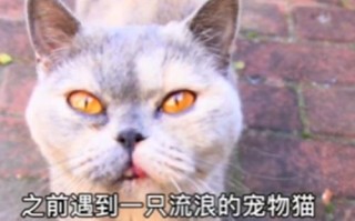 把流浪猫带回家后，以为猫咪生病了，听完检查结果后觉得很心疼