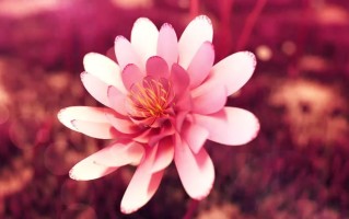 短视频运营思路是什么？