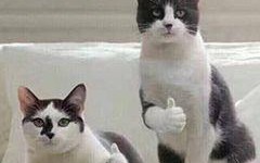 如何进行手机投屏到电视上（手机电视剧投屏到电视的方法）