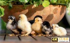 当下的农村，一万元以内可以启动的养殖项目，有哪些可以赚大钱？