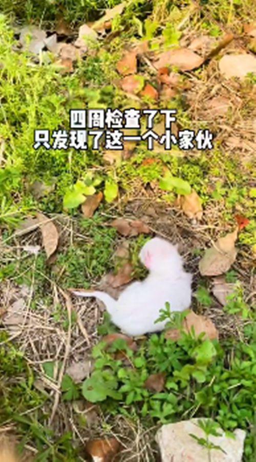流浪橘猫一直跟在身后，女子不太明白原因，隔天收获了“惊喜”-第4张图片-90博客网