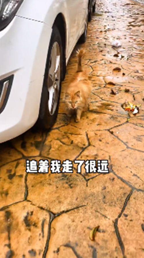 流浪橘猫一直跟在身后，女子不太明白原因，隔天收获了“惊喜”-第3张图片-90博客网