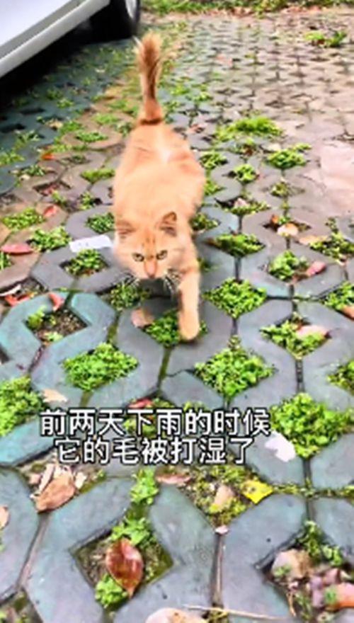 流浪橘猫一直跟在身后，女子不太明白原因，隔天收获了“惊喜”-第2张图片-90博客网
