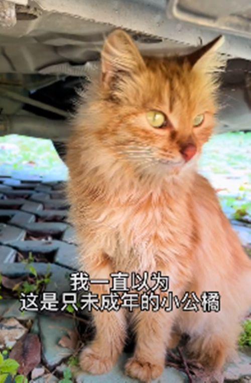 流浪橘猫一直跟在身后，女子不太明白原因，隔天收获了“惊喜”-第1张图片-90博客网