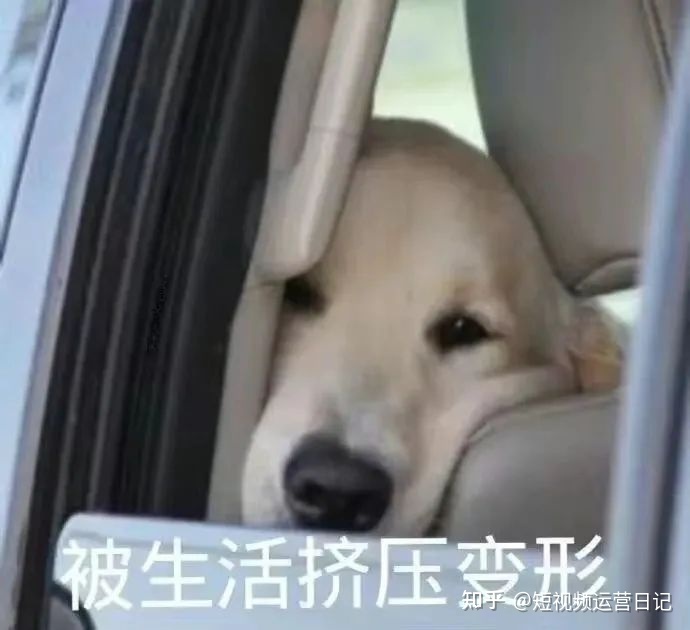 零基础能做短视频运营吗？-第1张图片-90博客网