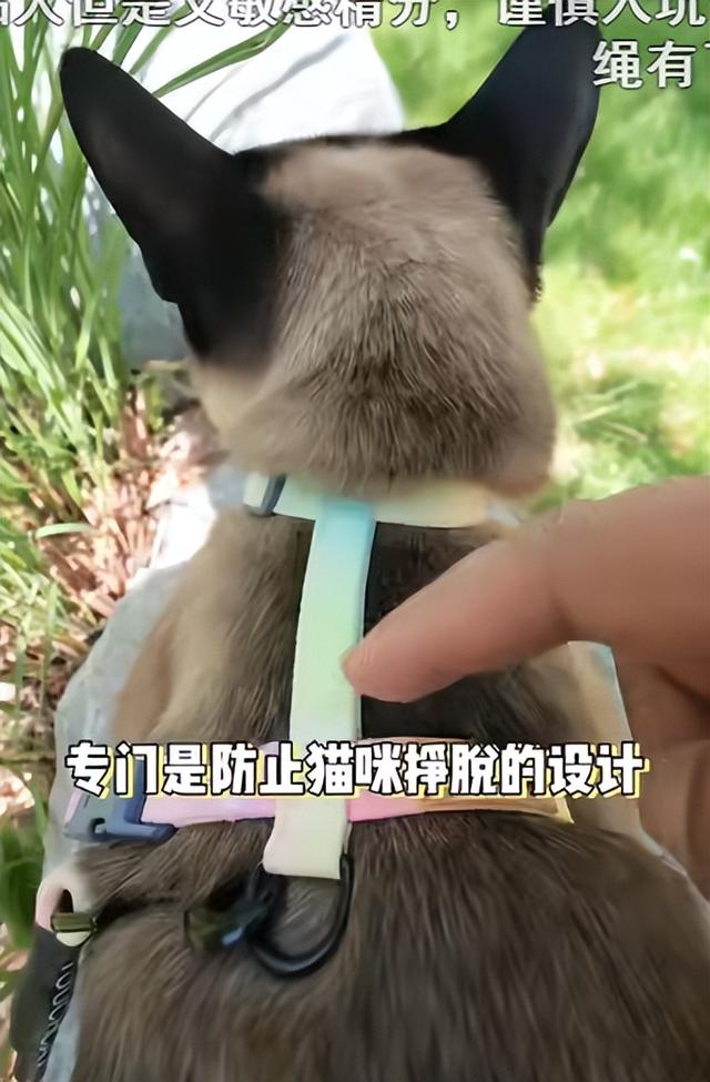 一条视频卖出300万，内容电商是怎么让你“欲罢不能”的？-第5张图片-90博客网