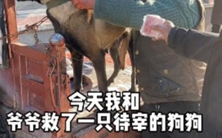 三轮车上一只土狗要被宰掉，女子花900块买了下来：你跟我回家